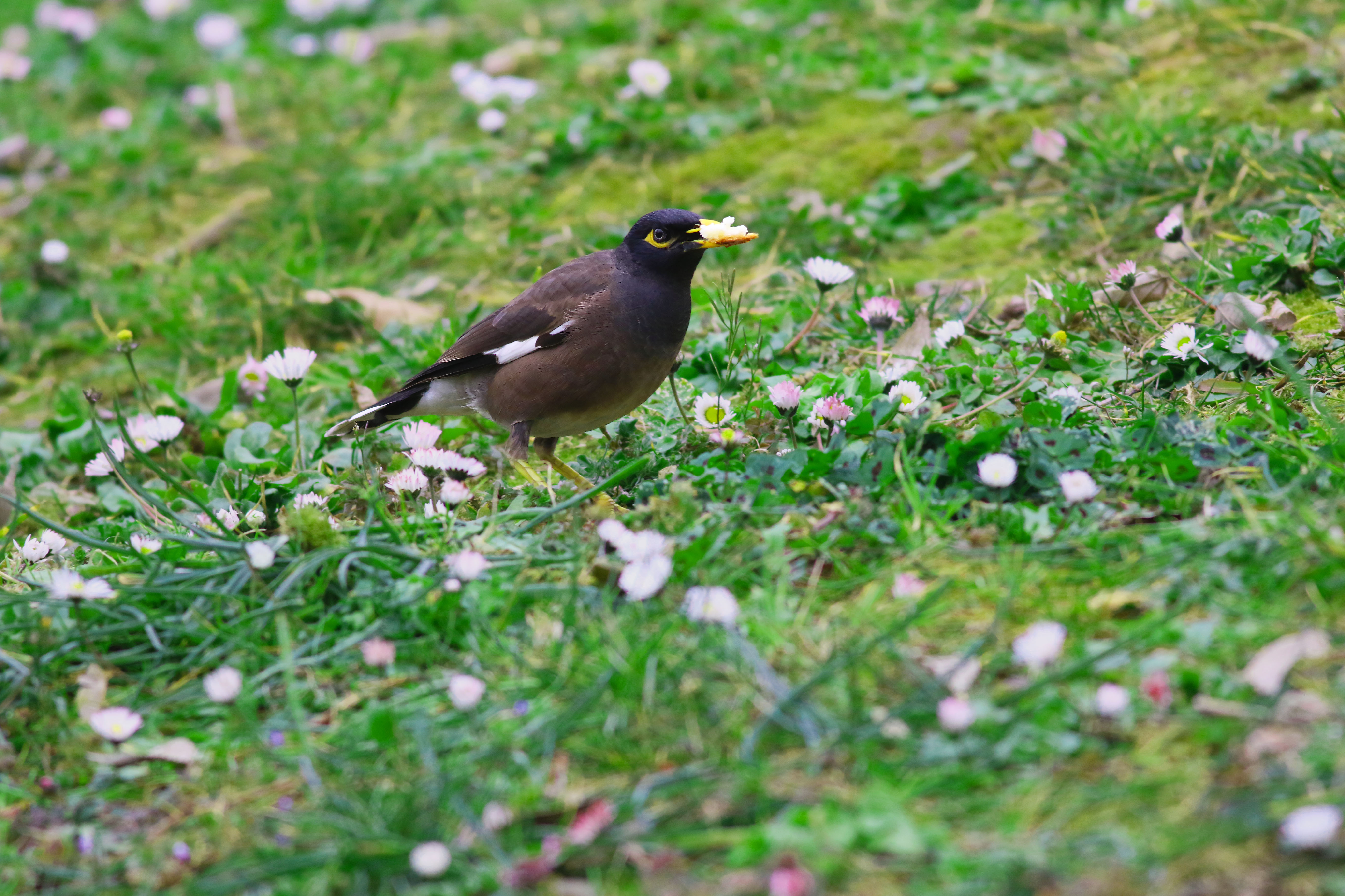 Common Myna